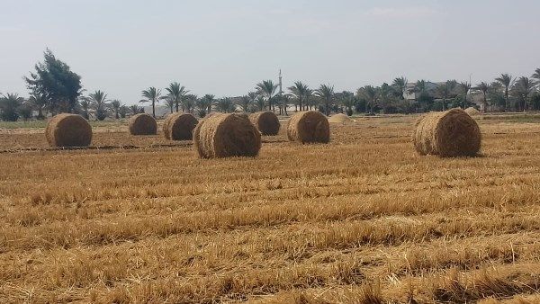 زراعة الشرقية تنظم مرورا ميدانيا لمتابعة مواقع تجميع وحصاد محصول الأرز بديرب نجم