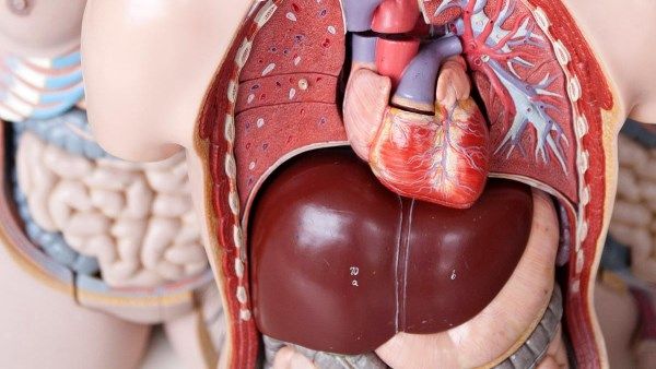 المشروبات المُحلاة بالسكر تؤذي الكبد .. كيف ذلك ؟