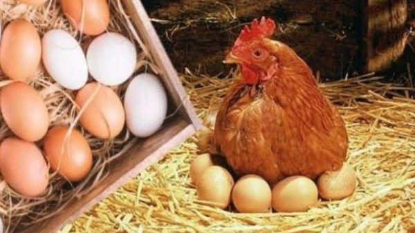 أسعار الفراخ البيضاء اليوم الخميس