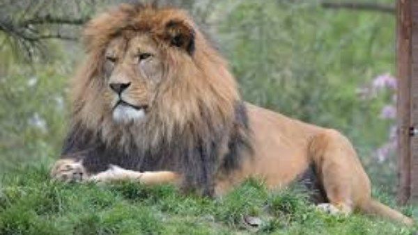 النمر مغلطش.. أنوسة كوتة تكشف تفاصيل جديدة عن حادث سيرك طنطا