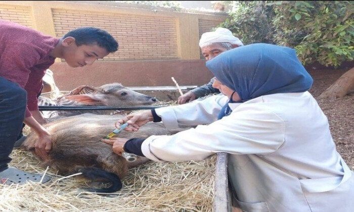 بيطري القليوبية تنظم قافلة علاجية مجانية بقرية صنافير بيطري القليوبية تنظم قافلة علاجية مجانية بقرية صنافير