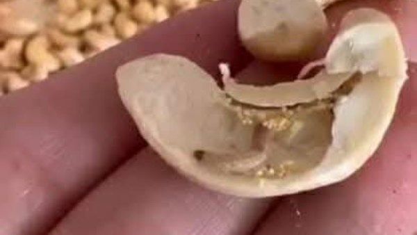 تموين بورسعيد يوجه ضربة جديدة للفاسدين.. ضبط مكسرات غير صالحة للاستهلاك الآدمي تموين بورسعيد يوجه ضربة جديدة للفاسدين.. ضبط مكسرات غير صالحة للاستهلاك الآدمي