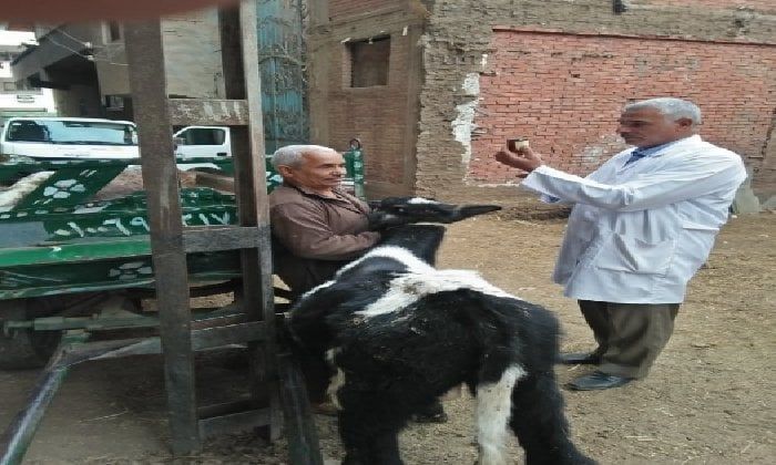 السبت القادم.. .إنطلاق الحملة القومية لتحصين الماشية ضد الحمى القلاعية بالشرقية السبت القادم.. .إنطلاق الحملة القومية لتحصين الماشية ضد الحمى القلاعية بالشرقية