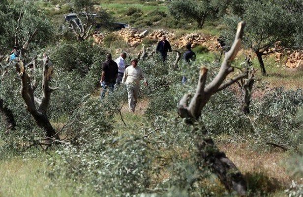 مستوطنون يقطعون 80 شجرة زيتون في «واد سعير» شمال شرق الخليل مستوطنون يقطعون 80 شجرة زيتون في «واد سعير» شمال شرق الخليل