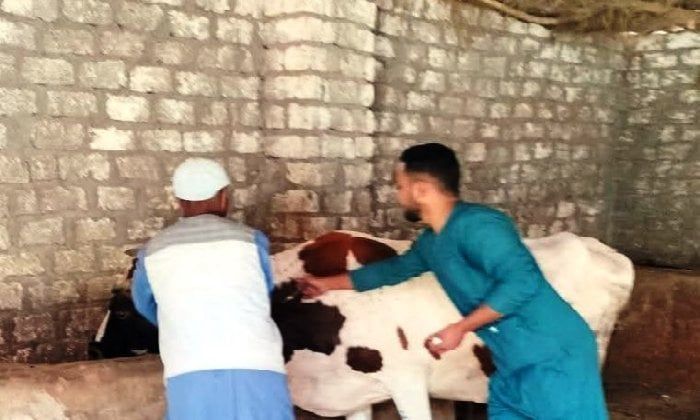 انطلاق الحملة القومية لتحصين الماشية ضد الحمى القلاعية والوادي المتصدع بأسوان انطلاق الحملة القومية لتحصين الماشية ضد الحمى القلاعية والوادي المتصدع بأسوان