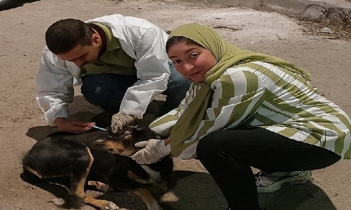 حملة لتعقيم الكلاب الضالة في الإسكندرية للحد من انتشارها حملة لتعقيم الكلاب الضالة في الإسكندرية للحد من انتشارها