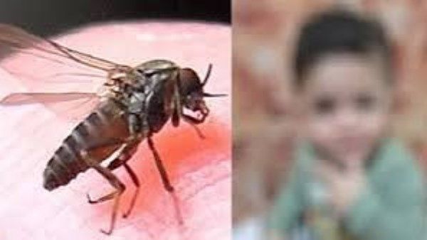 تعرض طفل اردني إلى لدغة ذبابة الرمل السوداء يسبب في وفاته