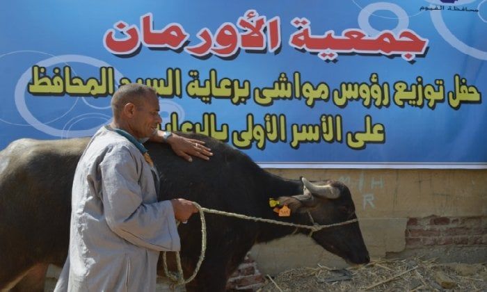 تسليم 9425 رأس ماشية للأسر الأولى بالفيوم تسليم 9425 رأس ماشية للأسر الأولى بالفيوم