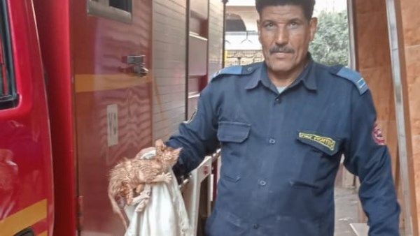 قوات الحماية المدنية بالغربية تنقذ حياة قطة عالقة بالمواسير الصرف الصحي بسمنود قوات الحماية المدنية بالغربية تنقذ حياة قطة عالقة بالمواسير الصرف الصحي بسمنود