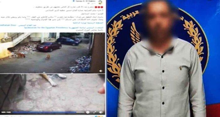 «الميديا فضحته».. ضبط المتهم بوضع طعام مسمم للكلاب الضالة بالقاهرة| فيديو «الميديا فضحته».. ضبط المتهم بوضع طعام مسمم للكلاب الضالة بالقاهرة| فيديو