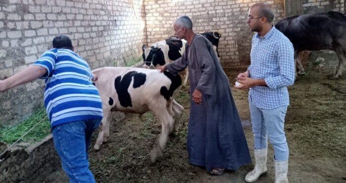 تحصين أكثر من 15 ألف رأس ماشية خلال الأسبوع الأول من الحملة القومية الثالثة في أسيوط تحصين أكثر من 15 ألف رأس ماشية خلال الأسبوع الأول من الحملة القومية الثالثة في أسيوط