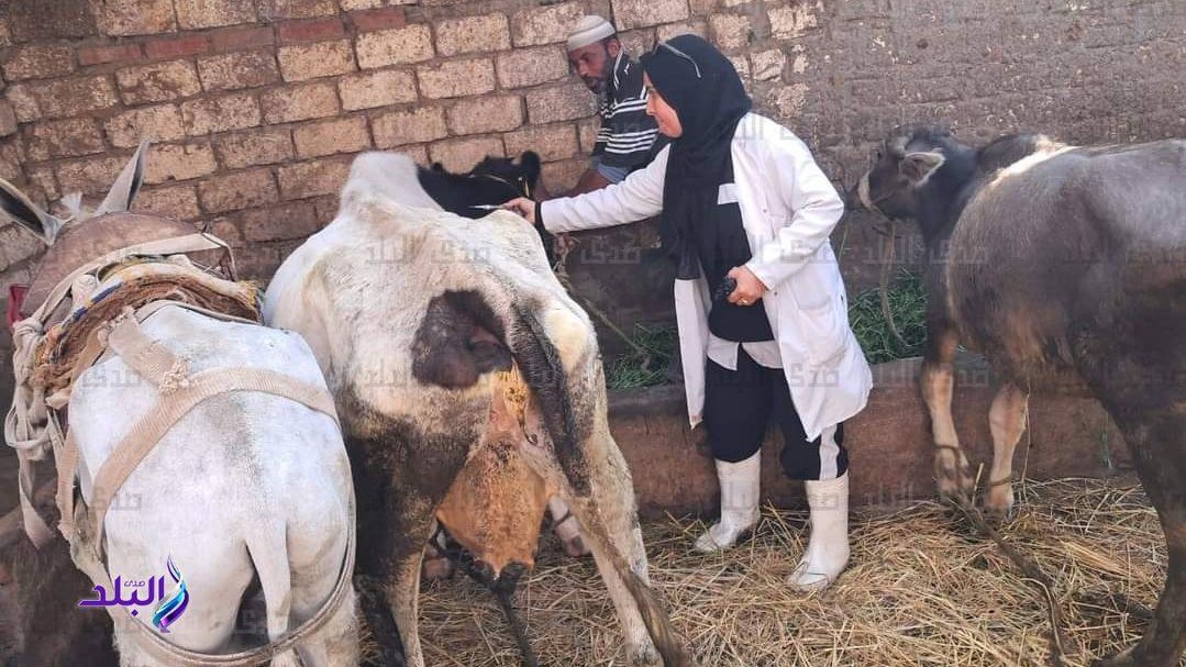 الغربية: تحصين 100 ألف رأس ماشية ضد الحمى القلاعية والوادي المتصدع