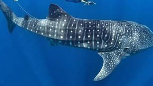 القرش الحوتي في دهب