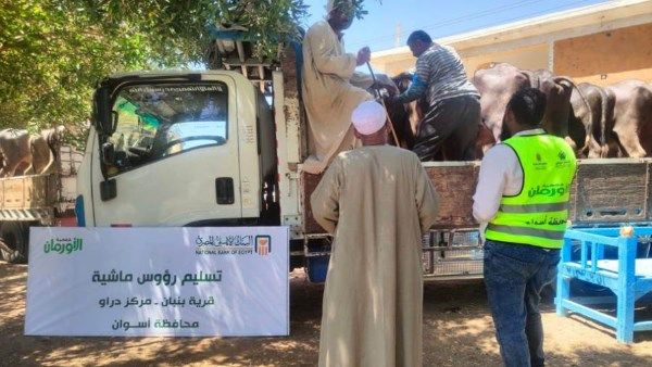 تسليم 3918 رأس ماشية للأسر الأولى بالرعاية بقرى أسوان تسليم 3918 رأس ماشية للأسر الأولى بالرعاية بقرى أسوان