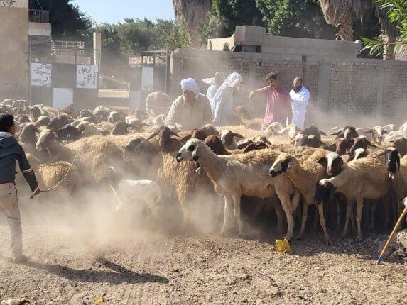 محافظ القليوبية يتابع مجهودات الحملة القومية لتحصين الثروة الحيوانية للوقاية من الأوبئة محافظ القليوبية يتابع مجهودات الحملة القومية لتحصين الثروة الحيوانية للوقاية من الأوبئة