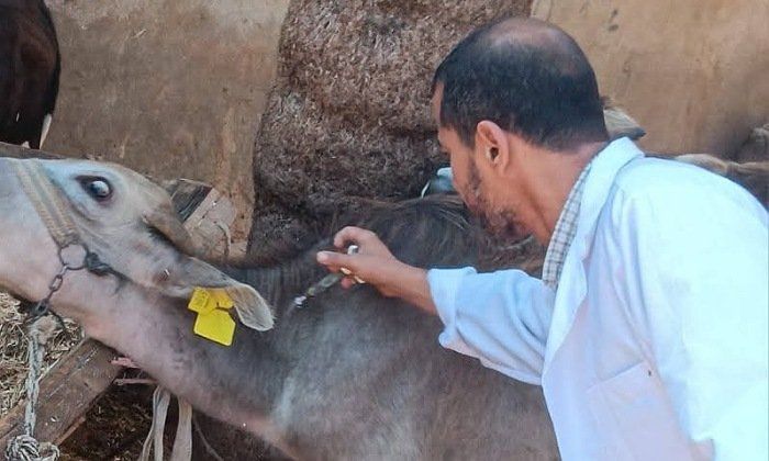 بيطري كفر الشيخ يواصل جهوده الميدانية للتحصين ضد الحمى القلاعية وحمى الوادي المتصدع بيطري كفر الشيخ يواصل جهوده الميدانية للتحصين ضد الحمى القلاعية وحمى الوادي المتصدع