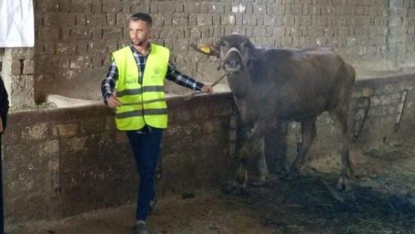 تضامن الشرقية: تسليم 2641 رأس ماشية للأسر الأولى بالرعاية