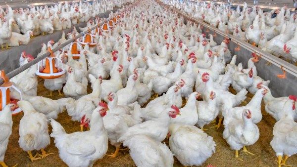 هتشتريها بكام النهارده؟.. أسعار الدواجن والبانيه اليوم السبت بالأسواق - الفجر سبورت