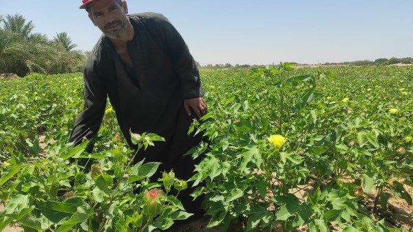 برلماني: الدولة تتبني رؤية شاملة لدعم المزارع باعتباره محور العملية الإنتاجية - الفجر سبورت