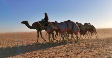 السعودية.. ميدان الهجن بنجران يعلن نتائج المرحلة الأولى من سباق الميادين - الفجر سبورت