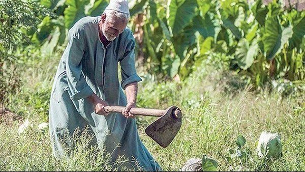 برلماني: دعم الفلاحين ركيزة الأمن القومي.. ولابد من سياسات زراعية مستدامة - الفجر سبورت