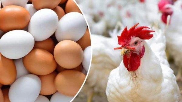 تجاوزت الـ 90 جنيها.. ارتفاع قوي في أسعار الدواجن اليوم بالأسواق - الفجر سبورت