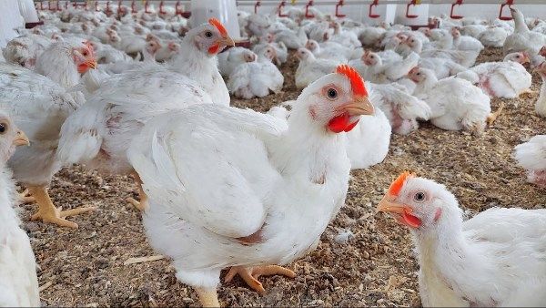 الكيلو بـ86 جنيه.. تحركات جديدة في أسعار الدواجن بالأسواق.. ومفاجأة في سعر البانيه - الفجر سبورت