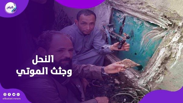 هل يتغذى النحل على بقايا بشرية.. ماذا حدث في قرية الكمايشة؟ - الفجر سبورت
