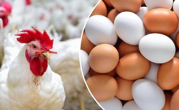 بورصة الدواجن اليوم.. أسعار الفراخ البيضاء في الأسواق - الفجر سبورت