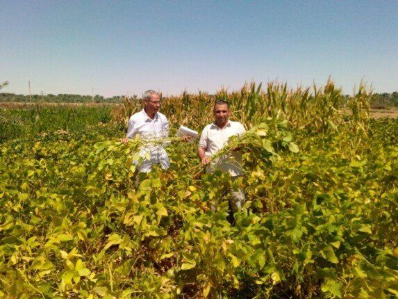 950 كيلو جراما إنتاجية الفدان.. تجربة بحثية ناجحة لزراعة فول الصويا بالوادي الجديد - الفجر سبورت