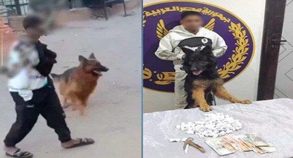 ضبط عاطل قام بترهيب شخص ووجه نحوه كلبًا بالقليوبية - الفجر سبورت