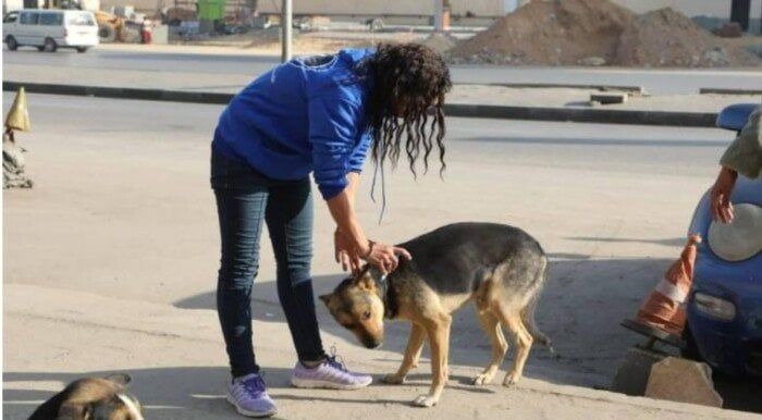 «الزراعة» تبدأ المرحلة الميدانية لتعقيم وتحصين الكلاب الحرة بعين شمس - الفجر سبورت