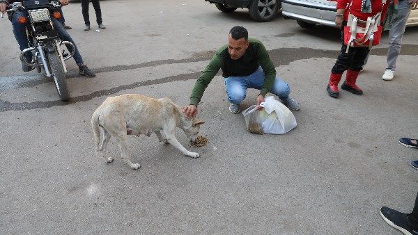 الزراعة تبدأ تعقيم وتحصين الكلاب بمنطقة عين شمس - الفجر سبورت