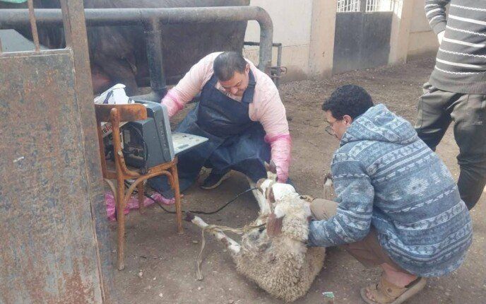 قافلة علاجية بيطرية بقرى مركز بنها لدعم المربين والحفاظ على الثروة الحيوانية - الفجر سبورت