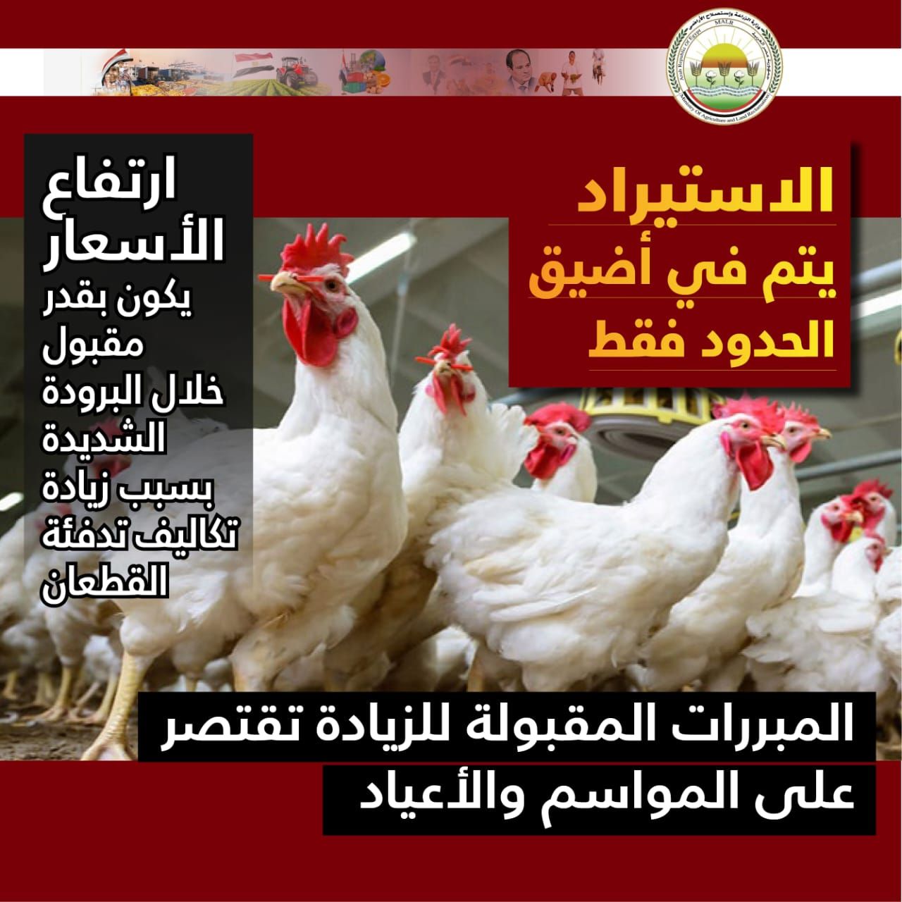 الزراعة تكشف حقيقة ارتفاع أسعار الكتاكيت وتؤكد: التدخل لحماية المستهلك - الفجر سبورت
