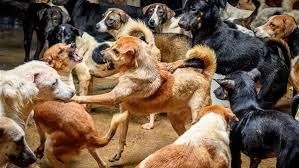 تعقيم الإناث.. الزراعة تكشف الحل الأكثر فاعلية للسيطرة على الكلاب الضالة - الفجر سبورت