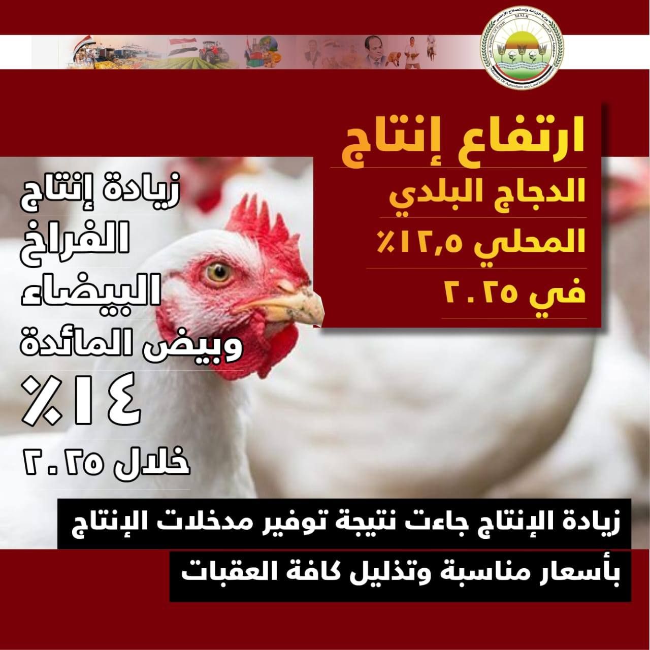 الزراعة: ليس هناك مبرر لارتفاع أسعار الكتاكيت في الأسواق - الفجر سبورت