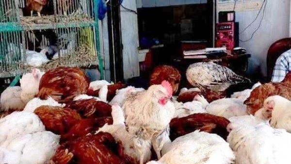 أسعار الدواجن في أسوان اليوم الخميس 8 -1-2026 - الفجر سبورت