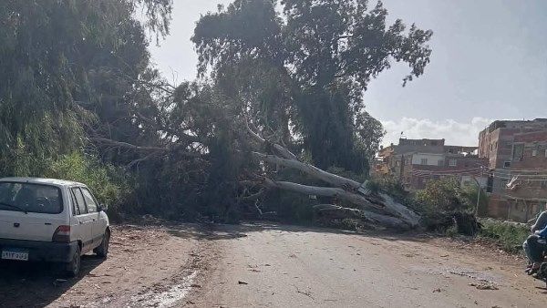 بسبب شدة الرياح .. سقوط الأشجار على الطرق بدمياط - الفجر سبورت