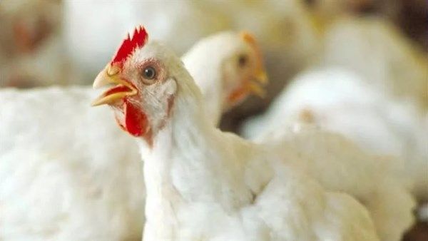 تعرف على أسعار الدواجن والبيض في الوادي الجديد اليوم - الفجر سبورت