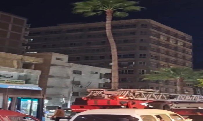 مشهد إنساني.. الحماية المدنية تنقذ قطة تسلقت نخلة بمنطقة البيطاش في الإسكندرية - الفجر سبورت