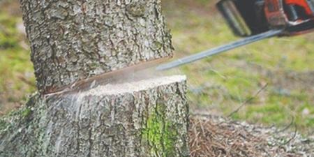 قانون الري: لا يجوز قطع الأشجار أو النخيل إلا بترخيص من الإدارة العامة المختصة - الفجر سبورت