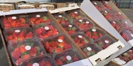 608 ملايين دولار.. الفراولة المجمدة تتصدر قائمة الصادرات الغذائية المصرية - الفجر سبورت