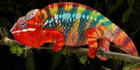 ألغاز ممتعة لأطفالك تعرفهم إلى غرائب الحيوان.. من عمر 9 أعوام - الفجر سبورت