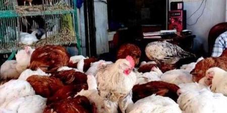 أسعار الدواجن في أسواق أسوان اليوم الجمعة 7-11-2025 - الفجر سبورت