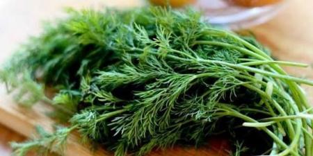 كيف يؤثر الشبت في جسمك عند إضافته إلى السلطة يوميًا؟ - الفجر سبورت