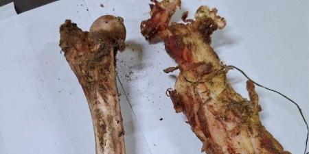 طب بيطري سوهاج توضح حقيقة العثور على عظام "كلاب" داخل صندوق قمامة - الفجر سبورت