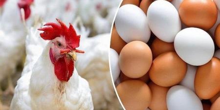 الفراخ البيضاء بكام؟.. أسعار الدواجن والبيض اليوم الأحد 9 نوفمبر 2025 - الفجر سبورت
