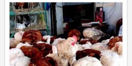 انخفاض جديد.. أسعار الدواجن والبانيه اليوم الأربعاء بالبورصة والأسواق - الفجر سبورت