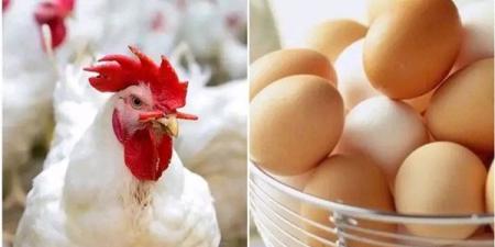 سعر كرتونة البيض اليوم الخميس 13 نوفمبر 2025 جملة وقطاعي في الأسواق - الفجر سبورت